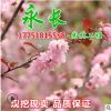 基地直銷榆葉梅樹苗綠化花木庭院盆栽裝飾美化規格齊全榆葉梅苗
