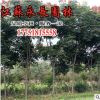 基地直銷欒樹樹苗四季常青色塊綠籬圍墻籬笆規格齊全欒樹樹苗