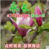 直銷紫玉蘭苗庭院種植室內盆栽氣味芳香裝飾點綴美化規格齊全玉蘭