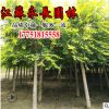 基地直銷金葉榆樹苗庭院種植觀賞點綴四季常青規格齊全金葉榆樹苗