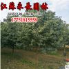 基地直銷大葉女貞苗綠化苗木四季常青行道點綴規格齊全大葉女貞苗