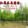 低價直銷紫葉碧桃苗 紫葉桃 綠化苗木 氣味芳香庭院觀賞盆栽裝飾