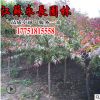 直銷竹子苗四季常青綠化苗木行道點綴凈化空氣規(guī)格齊全竹子苗