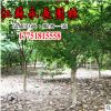 直銷雞爪槭樹苗綠化苗木四季常青庭院觀賞凈化空氣規(guī)格齊全雞爪槭
