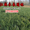 基地直銷地柏苗工程綠化苗公園種植點綴園林花灌木規(guī)格齊全地柏苗
