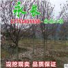 基地直銷二喬玉蘭綠化花木庭院觀賞盆栽裝飾點綴規(guī)格齊全二喬玉蘭