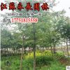 低價批發(fā) 楓香 楓香苗 綠化工程樹苗 規(guī)格齊全 易成活 量大從優(yōu)