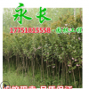 直銷櫻花樹苗早櫻晚櫻綠化花木庭院觀賞氣味芳香規(guī)格齊全櫻花樹苗