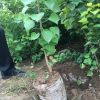烏桕