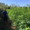 苦楝1～8公分