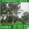 藍(lán)花楹價(jià)格 藍(lán)花楹地苗 藍(lán)花楹移植苗 承接綠化工程