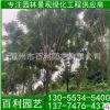 批發(fā)福建藍(lán)花楹樹 藍(lán)花楹報(bào)價(jià) 漳州藍(lán)花楹 規(guī)格齊全