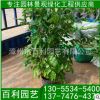 綠寶盆栽 幸福樹盆景 福建基地直銷 各種規(guī)格供應(yīng)