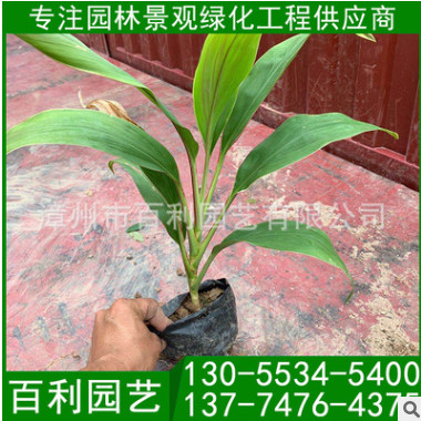 夢幻朱蕉懷苗 朱蕉袋苗 夢幻朱蕉報價 自家苗圃出售