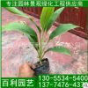 夢(mèng)幻朱蕉懷苗 朱蕉袋苗 夢(mèng)幻朱蕉報(bào)價(jià) 自家苗圃出售