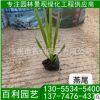 大量供應(yīng)燕尾 燕尾報(bào)價(jià) 燕尾批發(fā) 苗圃直供燕尾