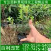 苗木基地 野牡丹 野牡丹盆苗 福建野牡丹批發(fā) 價(jià)格優(yōu)惠