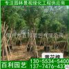 黃花槐容器苗 黃花槐價(jià)格 漳州基地批發(fā) 庭院工程供應(yīng)