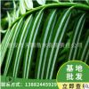 基地批發2019年新品種苗木穗花杉樹苗種子鮮枝條銀線杉樹枝葉