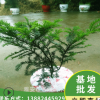 基地直銷曼地亞紅豆杉盆景盆栽公樹盆景公樹授粉母樹當年結果