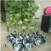 基地批發珙桐苗木 珙桐風景綠化樹苗 防護林綠植鴿子樹易成活