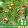 曼地亞紅豆杉盆景盆栽苗 室內綠植24小時釋放氧氣 帶果發貨
