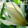 基地批發(fā)白蘭花樹苗黃角蘭小苗別墅庭院綠植南方北方種植當年開花