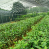 基地批發(fā)金花茶苗 別墅庭院綠植防城防普崇左四季毛瓣金花茶苗