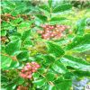 基地直銷四川麻辣花椒苗 大紅袍花椒樹苗 九葉青花椒嫁接藤椒苗
