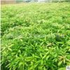 基地批發(fā)金絲楠木小苗珍貴樹種綠化樹苗小葉楨楠丁丁楠木國木樹苗