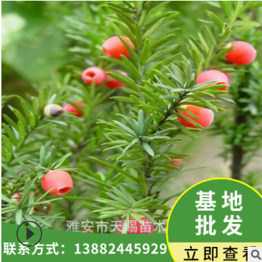 紅豆杉樹苗四川雅安基地批發曼地亞紅豆杉杉枝條紅豆杉苗南北種植