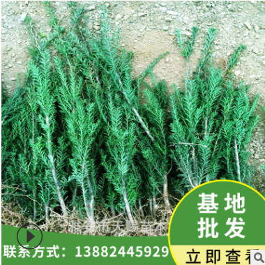 基地批發曼地亞紅豆杉樹苗 庭院室內綠植樹 紅豆杉小苗高40-70cm