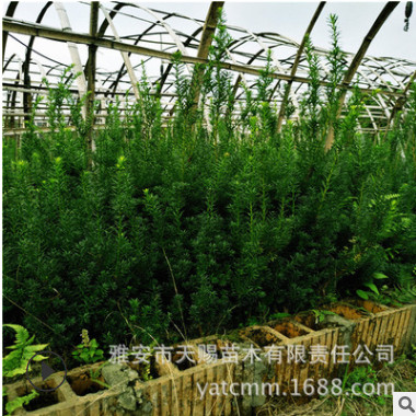 曼地亞紅豆杉3年苗園林觀賞綠化造林苗產地直銷曼地亞紅豆杉樹苗