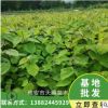 四川雅安珙桐鴿子花樹水梨子種植基地批發珙桐綠化樹苗和平象征樹