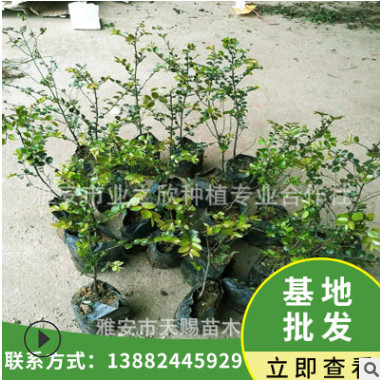 基地直銷小葉紫檀樹苗珍貴樹種雞血紫檀容器袋苗園林培育杯苗批發