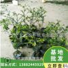 基地直銷小葉紫檀樹苗珍貴樹種雞血紫檀容器袋苗園林培育杯苗批發