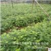 嫁接香榧樹苗南北方種植耐寒果樹盆栽庭院綠化植物香榧雄樹嫁接苗