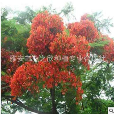 基地批發紅花楹杯苗 紅花楹樹苗 庭院綠化盆栽觀賞珍貴鳳凰木樹苗