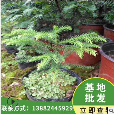南洋杉 工程綠化苗杉樹 家庭美化盆栽地栽南洋杉苗 花木盆景批發
