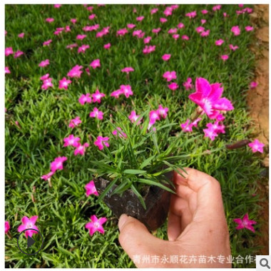 千年紅 綠化苗木紅葉石楠苗木 景觀火焰紅花苗紅羅賓酸葉石楠樹苗