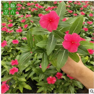 供應長春花 天天開日日新 青州草花基地批發花壇景觀盆栽草花小苗