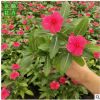供應(yīng)長(zhǎng)春花 天天開(kāi)日日新 青州草花基地批發(fā)花壇景觀盆栽草花小苗
