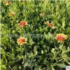 宿根天人菊 多年生地被草花天人菊 公園盆栽花壇陽(yáng)臺(tái)盆栽批發(fā)