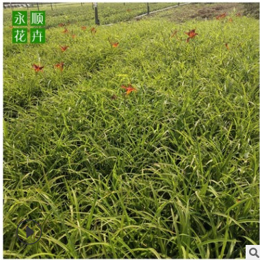 路政綠化大花紅運萱草 鴻運萱草小苗公園金娃娃萱草 量大從優
