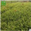 路政綠化大花紅運(yùn)萱草 鴻運(yùn)萱草小苗公園金娃娃萱草 量大從優(yōu)