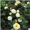 路邊四季花卉花苗月季大花公園景觀月季帶花苞苗圃直銷(xiāo)