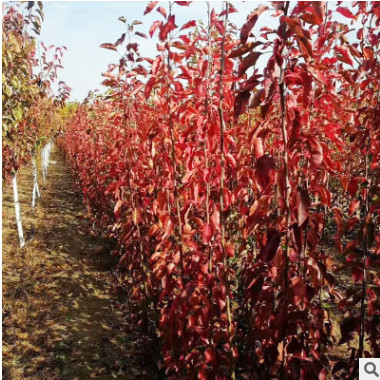 彩葉豆梨 三級(jí)觀賞樹高檔綠化樹青州苗木基地直銷 一站式采購(gòu)