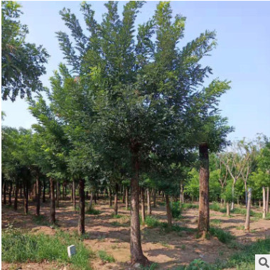直銷 國(guó)槐庭院園林綠化樹苗 南方北方種植耐寒耐旱國(guó)槐樹規(guī)格齊全