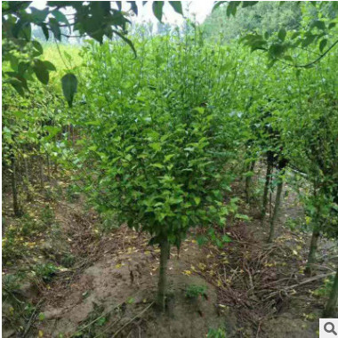 現(xiàn)貨木槿園林綠化工程木槿樹形優(yōu)美價(jià)格合理量大從優(yōu)