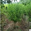 現(xiàn)貨木槿園林綠化工程木槿樹形優(yōu)美價(jià)格合理量大從優(yōu)